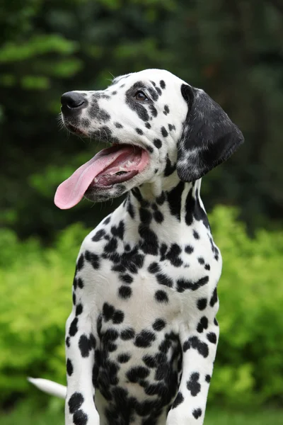 Nádherná dalmatské štěně s dlouhý jazyk — Stock fotografie