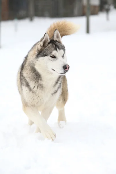 雪の中で移動シベリアン ハスキー — ストック写真