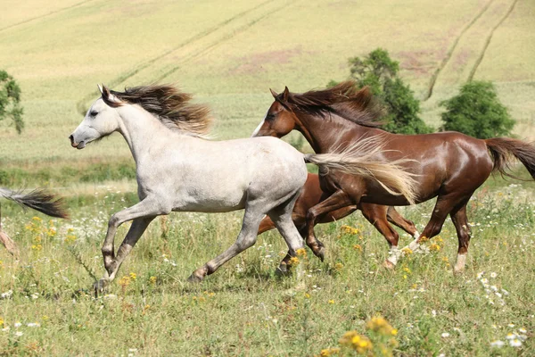 Grey and brown horses running on pasturage — Stock Photo, Image