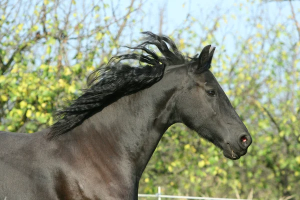 Friesian 马在秋天中运行 — 图库照片