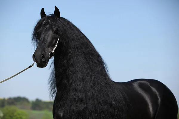 Precioso semental frisón con melena larga — Foto de Stock