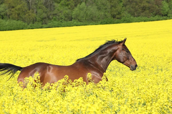 黄色の菜種のフィールドで実行されている茶色の馬 — ストック写真