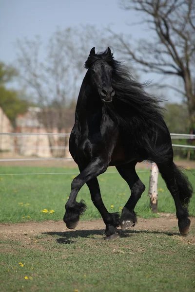 Prachtige Friese hengst met lange manen uitgevoerd op weidegronden — Stockfoto