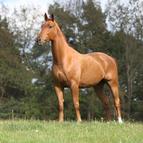 Caballo castaño brillante de pie en el horizonte — Foto de Stock