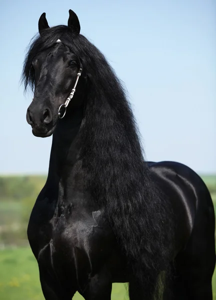 Precioso semental frisón con melena larga — Foto de Stock