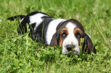 basset Hound sana bakmak çok sevimli köpek yavrusu