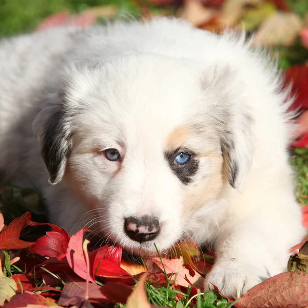 Adorable border collie puppy lying in red leaves — Stock Photo, Image