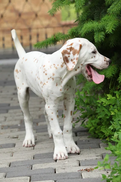 Splendido cucciolo dalmata in giardino — Foto Stock