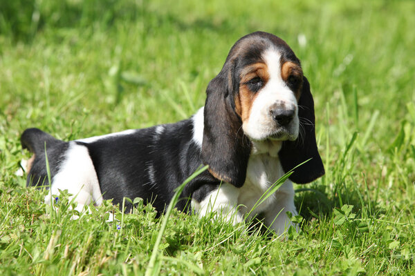 Gorgeous puppy of basset hound in the grass