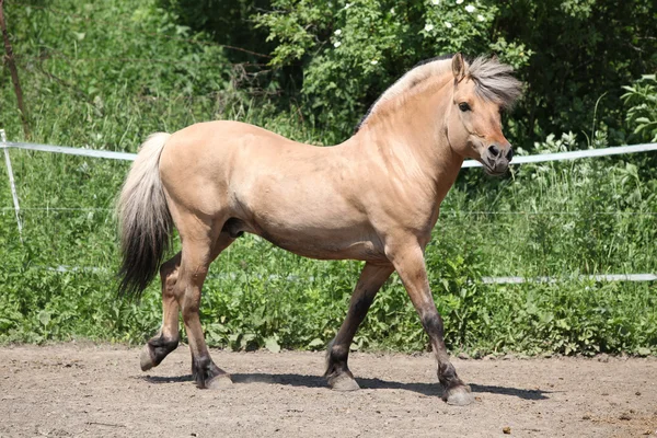 パドックで美しいフィヨルド ポニー種牡馬 — ストック写真