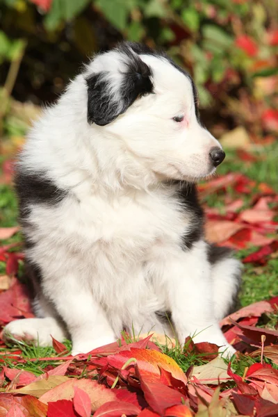 Милый щенок колли на границе сидит в красных листьях — стоковое фото