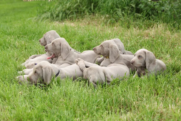 Skupina štěňata Výmarský vorsterhund ležící — Stock fotografie