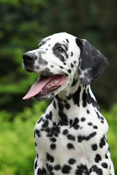 Portret van glimlachen Dalmatische puppy in de tuin — Stockfoto