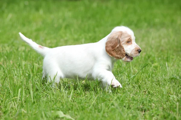 Inglés Cocker Spaniel moving on green grass — Foto de Stock