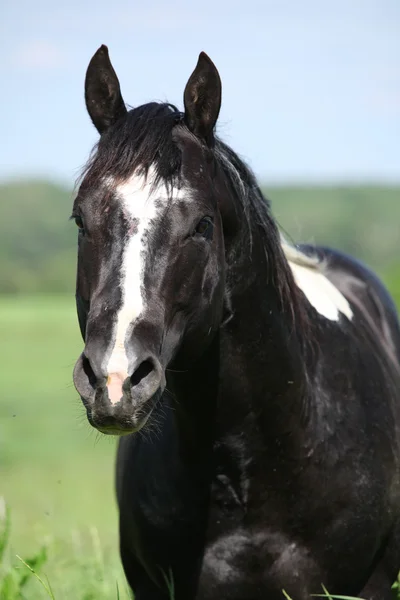 Portrait of Paint horse stallion — Stock Photo, Image