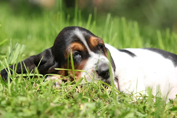 Gorgeous puppy of basset hound in the grass — Stock Photo, Image