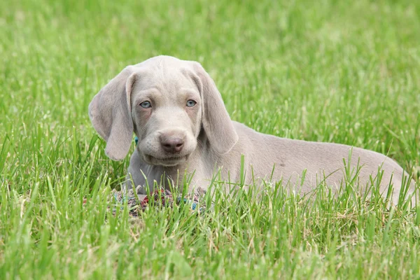 Wyżeł weimarski szczenięta vorsterhund leżącego — Zdjęcie stockowe