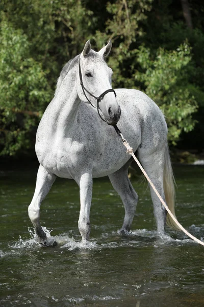 川で白い英語サラブレッド馬 — ストック写真