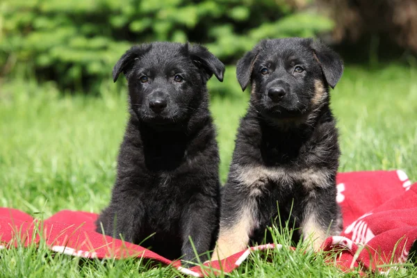 Два щенка немецких овчарки сидят бок о бок — стоковое фото