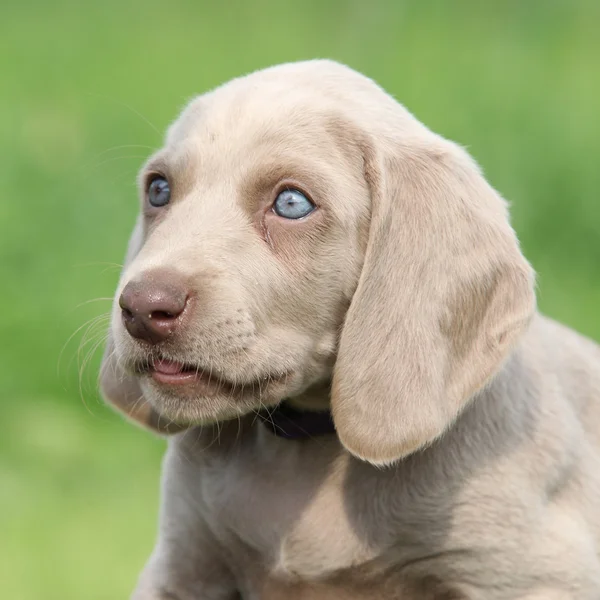 Портрет Weimaraner Vorsterhund щенок с удивительными глазами — стоковое фото