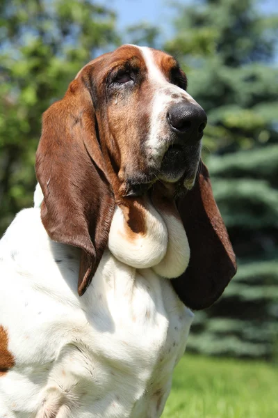 Basset hound in de natuur — Stockfoto