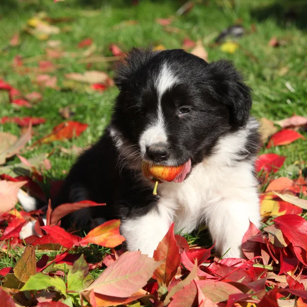 Nice border collie puppy sitting in red leaves — Stock Photo, Image