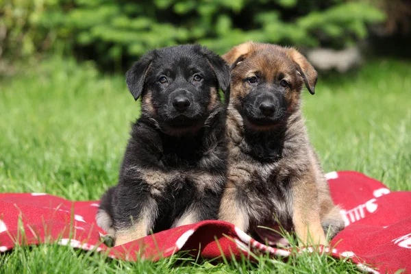 Two german shepherd puppies sitting side by side