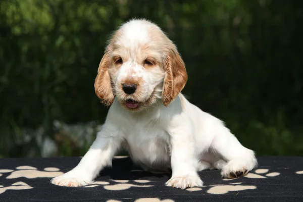 Schattig Engels cocker spaniel puppy zitten — Stockfoto