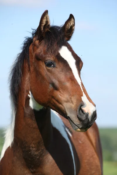 Portrait de belle jument jeune cheval de peinture — Photo