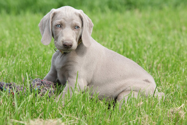 Weimaraner Vorsterhund puppy sitting