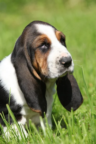 Splendido cucciolo di bassotto segugio nell'erba — Foto Stock