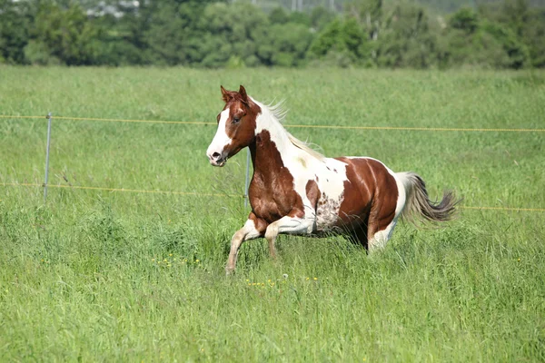 Pintar caballo semental corriendo en hierba verde —  Fotos de Stock