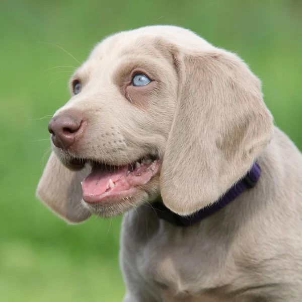 Portret Wyżeł weimarski szczenięta vorsterhund z niesamowite oczy — Zdjęcie stockowe