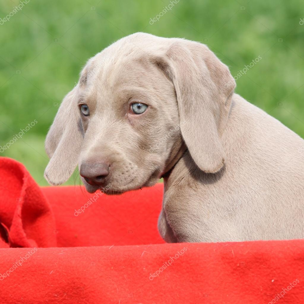 Weimaraner Vorsterhund puppy in box Stock Photo by ©Zuzule 24351801