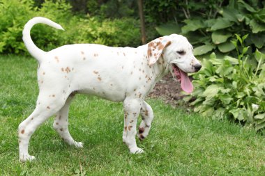 bahçede hareketli güzel Dalmaçyalı yavrusu