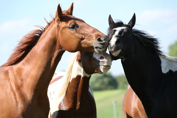 Drie paarden, over de bijeenkomst van — Stockfoto