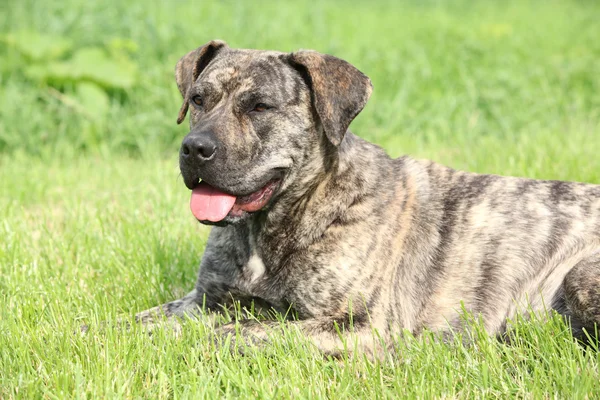 Porträtt av kanariefågel hund liggande i gräset — Stockfoto