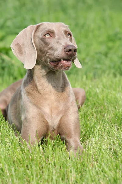 Weimarse staande hond vorsterhund teef liegen — Stockfoto