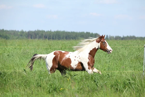 緑の芝生で実行している馬の種牡馬をペイントします。 — ストック写真