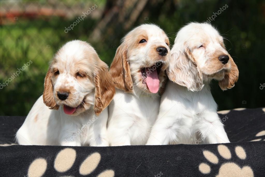 Gorgeous English Cocker Spaniel puppies sitting