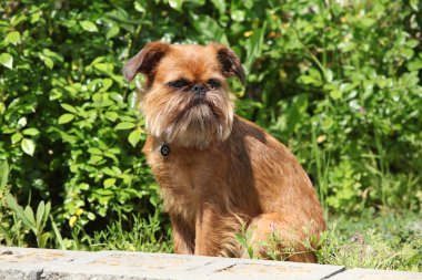 Genç brussels griffon