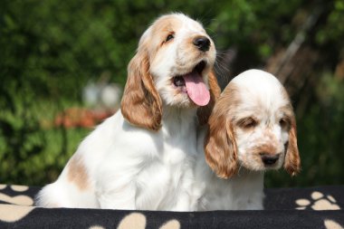 oturan güzel İngiliz cocker spaniel puppies