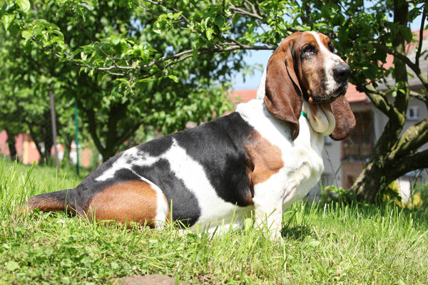 Basset hound sitting on the grass