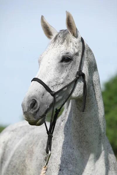 Portret van witte Engelse volbloed paard met halster — Stockfoto