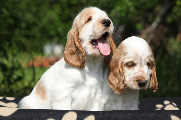 Prachtige Engelse cocker spaniel pups zitten — Stockfoto