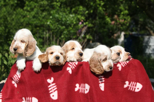 Gorgeous English Cocker Spaniel puppies — Stock Photo, Image