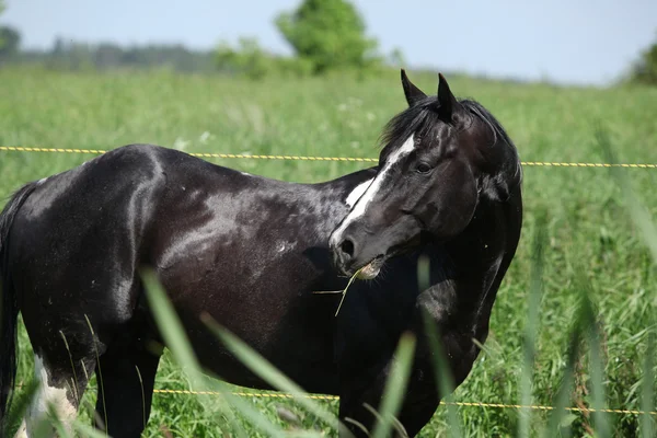 Stallion of Paint horse on pasturage behind high grass — Stock Photo, Image