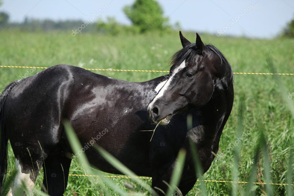 étalon De Cheval Peinture Sur Pâturage Derrière Les Hautes Herbes