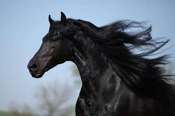 Garanhão friesiano lindo com cabelo longo voador — Fotografia de Stock