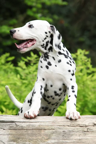 Gorgeous dalmatian puppy on some stock in the garden — Stock Photo, Image